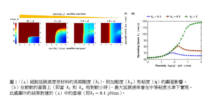 Fig. 1. Cell spreading speed is significantly influenced by the elastic and viscous parameters of the material.